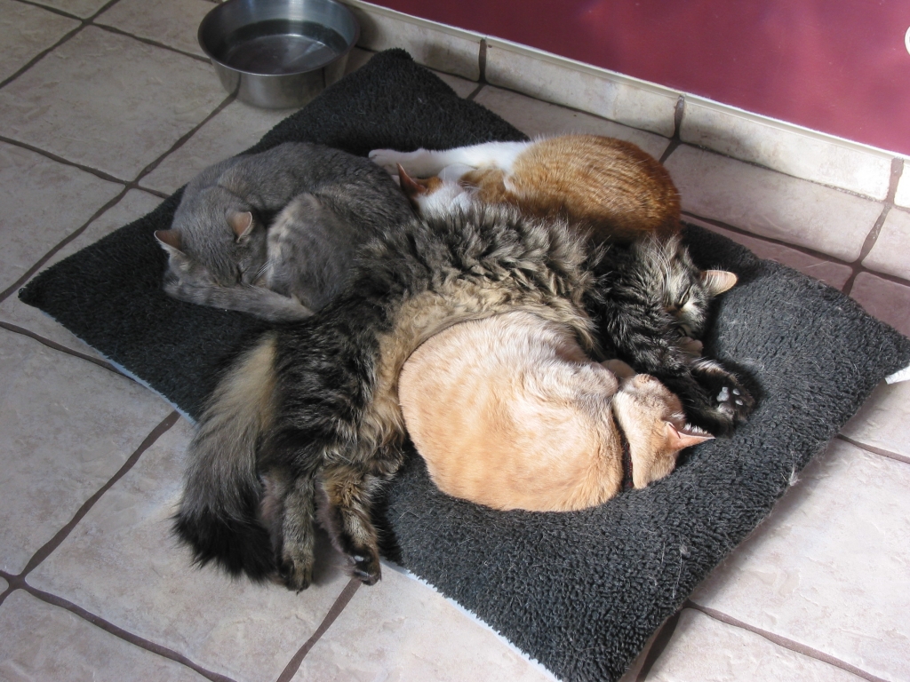 A few of the cats welcoming visitors at Heart Mountain Animal Health
