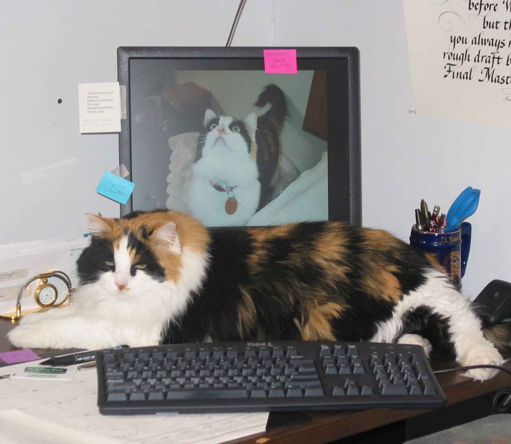 Lucy the office cat resting on a desk at Heart Mountain Animal Health