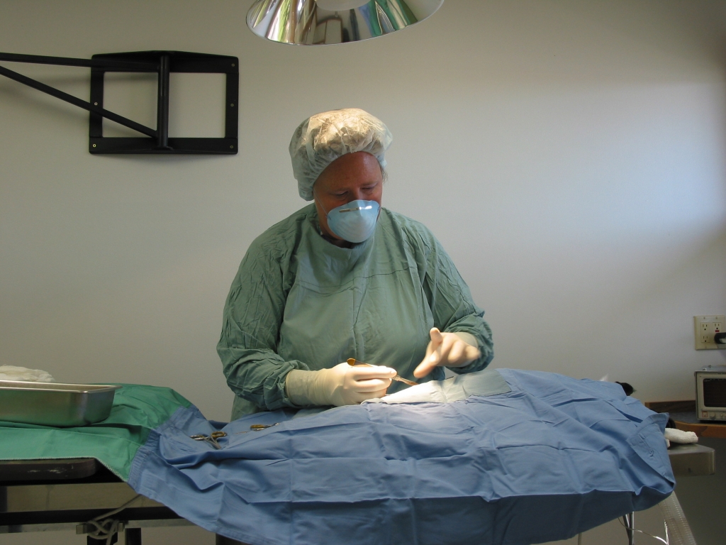 Inside the surgical suite at Heart Mountain Animal Health